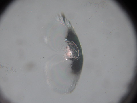 台風被害で車のフロントガラスにヒビ割れ！修理が可能です。