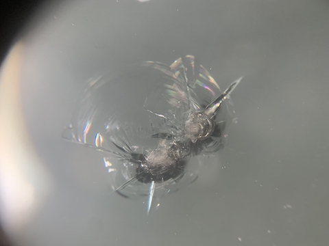 車のフロントガラスのヒビ割れ補修、45分〜直ります！