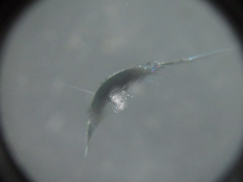 フロントガラスのヒビ割れ、応急処置はテープで！