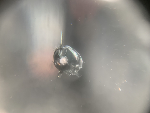 フロントガラスヒビ割れは交換必要なくて直せます！