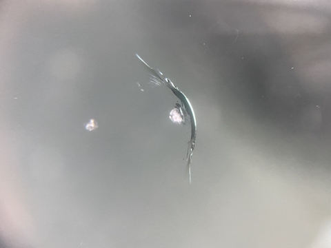 フロントガラスに飛び石で小さい傷、どうすればいい？