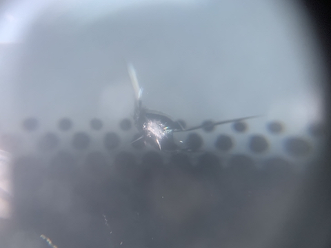 フロントガラスの傷はウインドリペアで直してください！