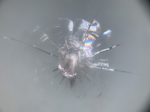 ウインドリペアで傷を埋めて固めれば交換不要・車検合格！