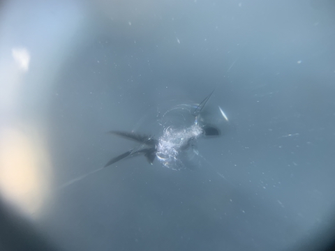 ハイブリッドのフロントガラスは高額！修理で交換を防ぐ！