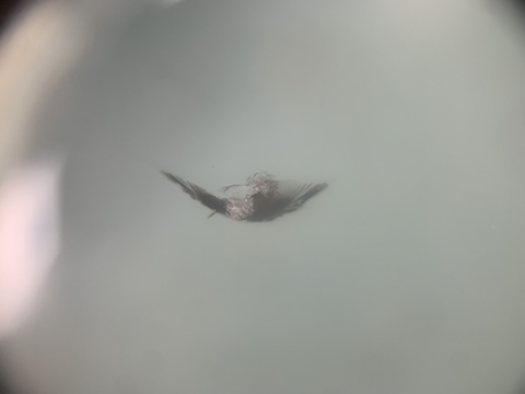 新しい車でも、フロントガラス交換よりも修理！