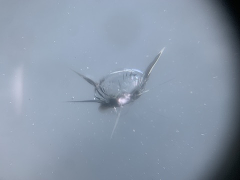 日・祝でもフロントガラス修理を当日受付修理します！