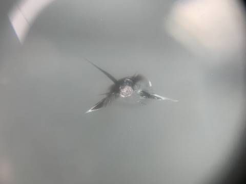 フロントガラスのひび割れは特殊な樹脂で固めて直せます！