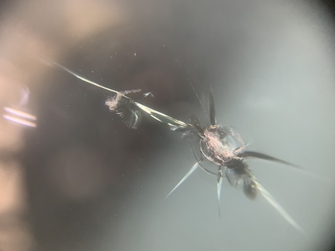 フロントガラスの大きなひび割れも修理で車検合格！