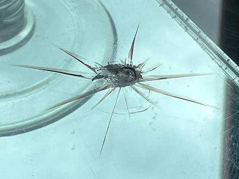 車検に通らないと言われたガラスのひび割れを修理！