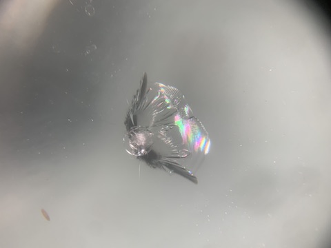 ワゴンRのフロントガラスひび割れ、当日施工で直します！