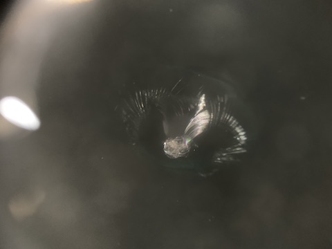 BMW フロントガラス角部分のひび割れを修理