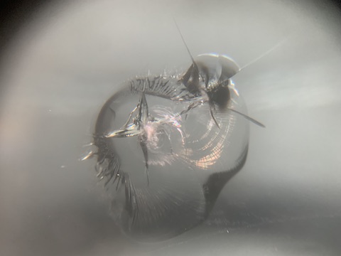 ベンツのフロントガラス修理、車検合格する仕上がり！