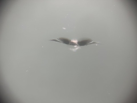 フロントガラスのひび割れ1時間程度で修理！