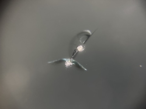 フロントガラス飛石でひび割れ、当日施工します！