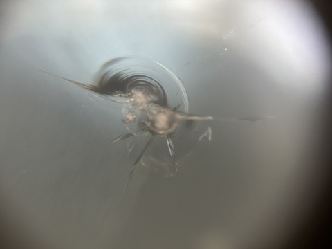 フロントガラスのひび割れ傷、当日修理対応！