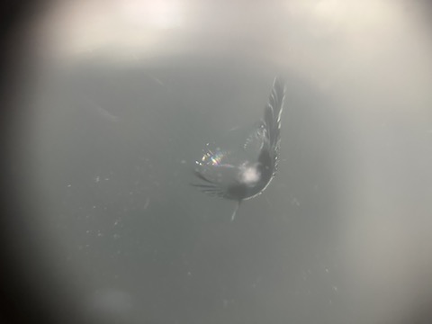 レヴォーグのフロントガラスのひび割れ修理！