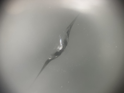 デントスマイルはフロントガラス修理を即時対応！