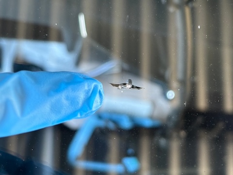 フロントガラスのひび割れ、いろんな傷に対応！